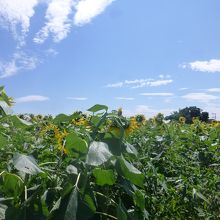 台風後でちょっと倒れているひまわりもありました