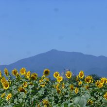 バックに大山が見え良い眺めです