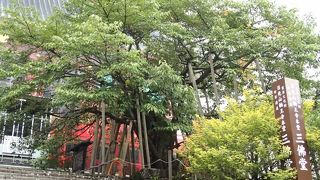 山桜の突然変異種であり、国指定の天然記念物に指定