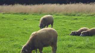 クラーク博士と子羊たち
