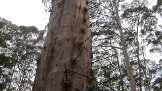 木登り！