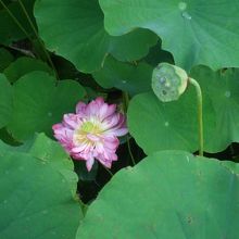 蓮の花や実も見られました