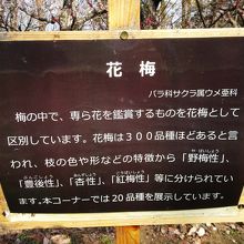 梅園が立派で見ごたえあります