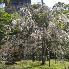 小石川後楽園の入口にあるシダレザクラです。最も有名な桜です。