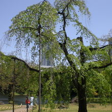 桜の花が落ち、葉が主体となってしまったシダレザクラの木です。