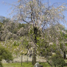 桜の花が残っているシダレザクラには、人も生き物も寄ってきます