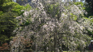 小石川後楽園には３本の大きなシダレザクラがあります。