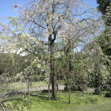 馬場桜の枝ぶりは、華麗で、大振りになっています。有名な桜です