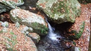 豊かな森から流れ出した水の流れ！