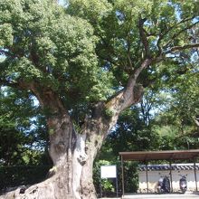 粉河寺樹齢1200年クスノキ