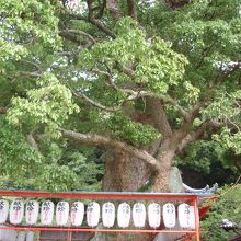 紀三井寺大クスノキ