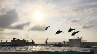 夕方のイルカショー