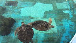 ウミガメがいっぱい