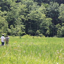 姫川源流親海湿原の風景