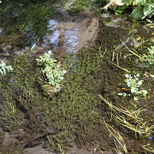 姫川源流の梅花藻