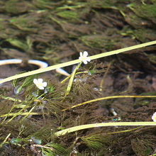 姫川源流の梅花藻