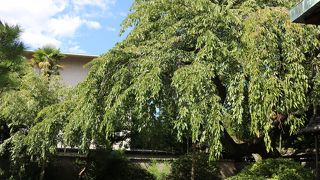 しだれ桜がありました。