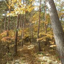 子壇嶺岳紅葉