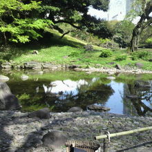 大堰川から見た小蘆山のオカメザサの斜面です。南側の斜面です。