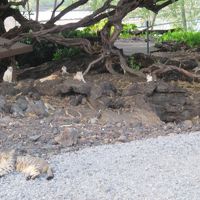 ネコが群生するマリオットとLAVA LAVAの間の散歩道