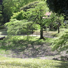 小蘆山の展望台から見たシダレザクラです。桜の花は散っています