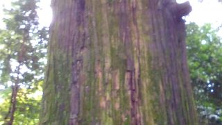 パワーを感じるね