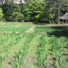 小石川後楽園の北側から稲田越しに見た九八屋と松原の平地部です