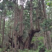 初めて見る杉は神秘的でした☆