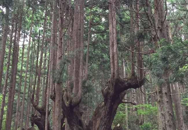 初めて見る杉は神秘的でした☆