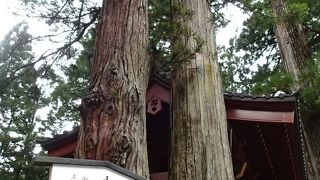 ダジャレかよ～。「杉（すき）楢（なら）いっしょに！」