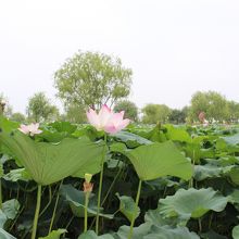 蓮の花が見事でした！