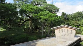 最も枝ぶりの見事・・・