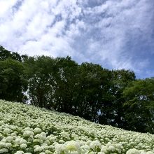 一面、アナベルー！