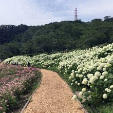 下のあじさいエリアではピンクアナベルも