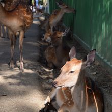 動かず暑さに耐えてる？