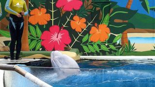 かわいい「白イルカ」にメロメロ
