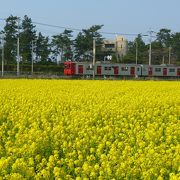 春は真っ黄色の菜の花畑が一面に・・・・