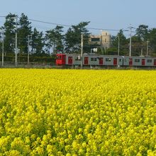 お店の前は菜の花畑・・・筑肥線が目の前を走ります