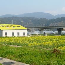 店の裏側も菜の花畑