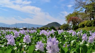 ホテイアオイに囲われた史跡