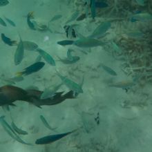 たくさんの魚がいます。