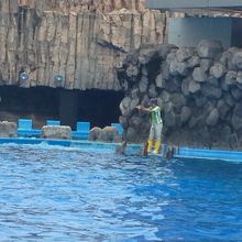 イルカのショー