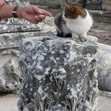 遺跡に佇む猫が多く居ます