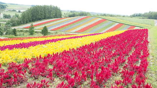 どこまでも続くお花畑