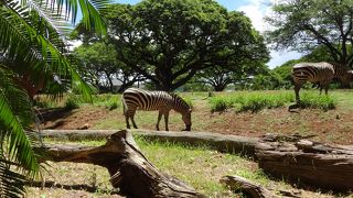 ハワイに動物園