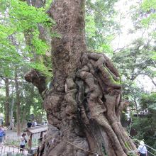 樹齢２千年以上の大楠