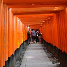 ずっとずっと鳥居が続きます