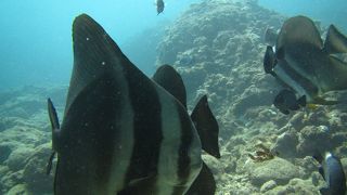 ダイビングポイントです♪