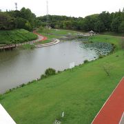 夏・・・蓮の花が咲いていました