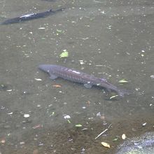 おのころ池のチョウザメ